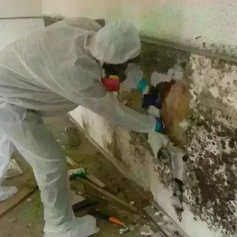 Mold Remediation and Removal in Greenfield, IA